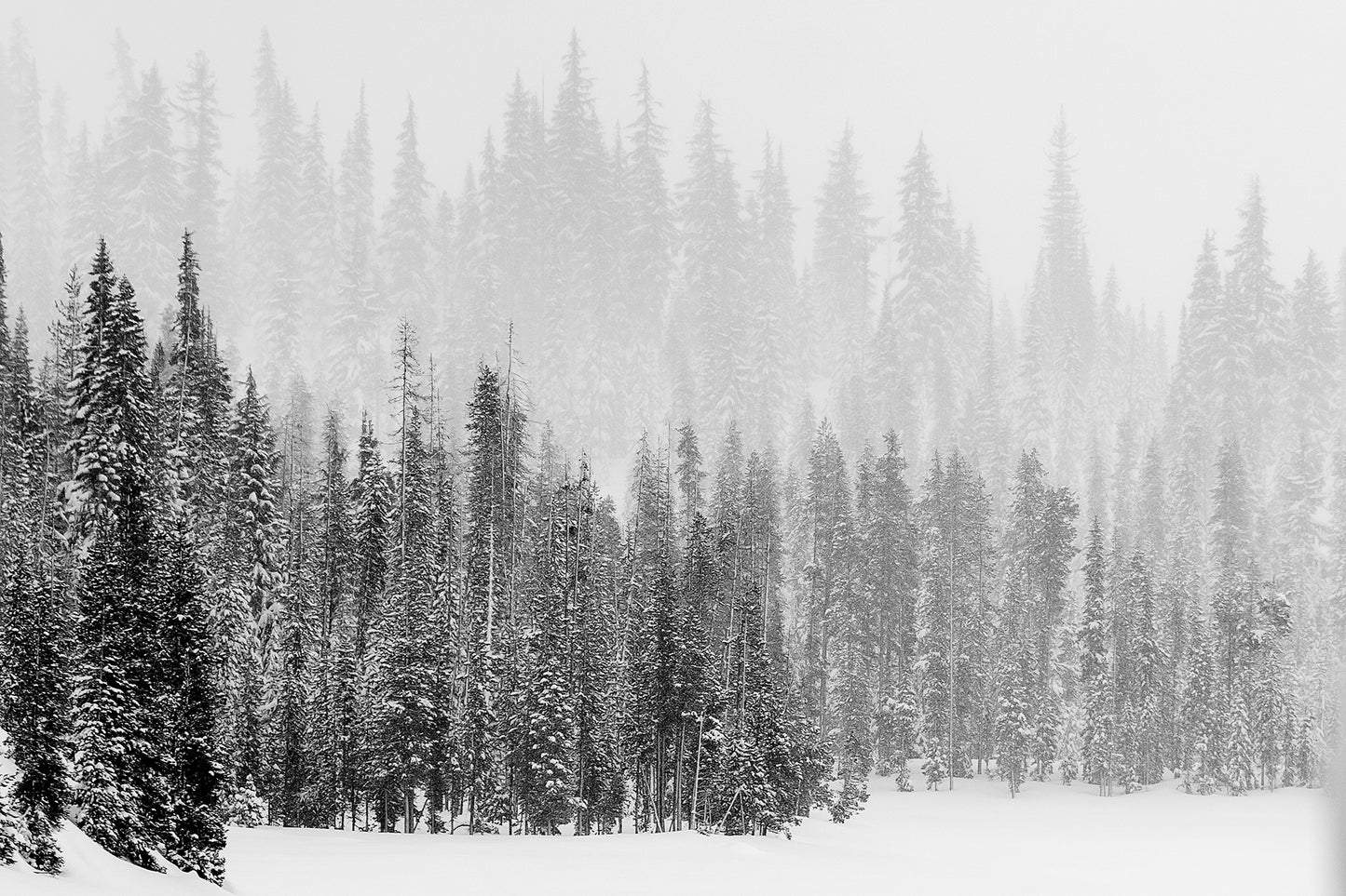 Respect Your Elders- A photograph by Mark McInnis.
