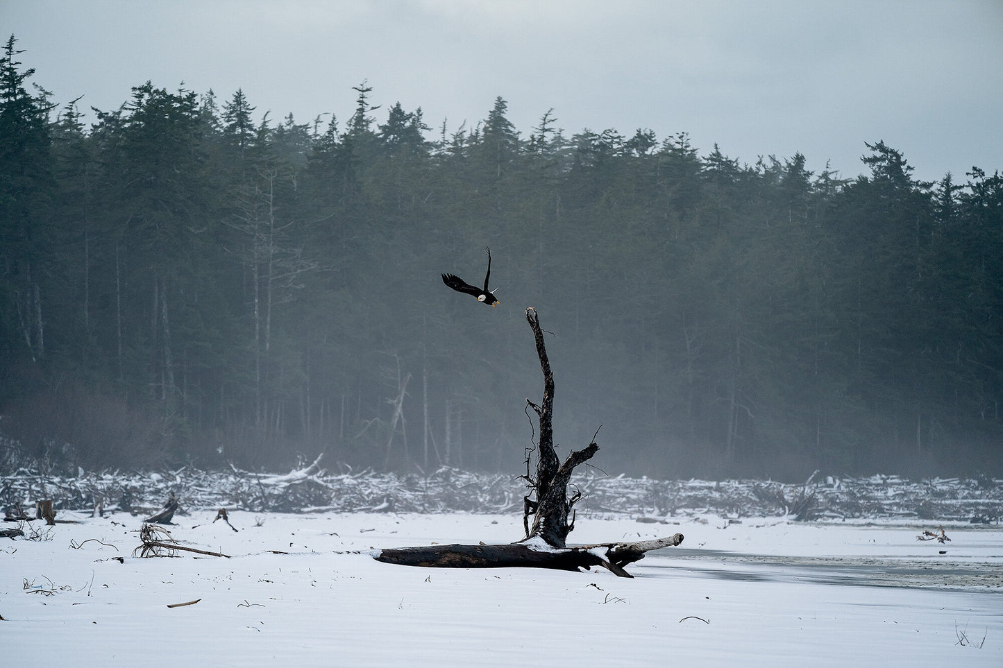 Takeoff!- A photograph by Mark McInnis.
