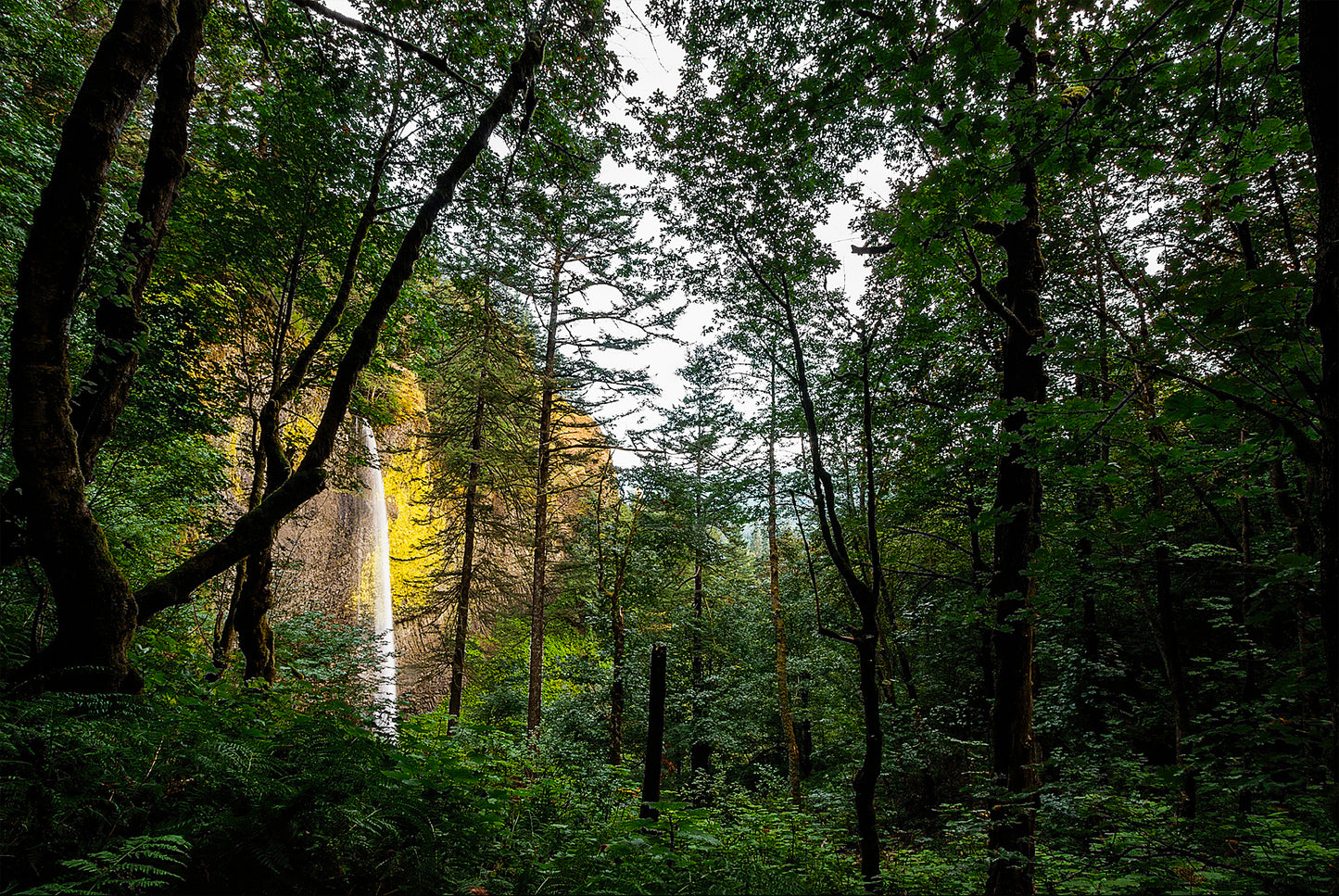 Through the Old Growth