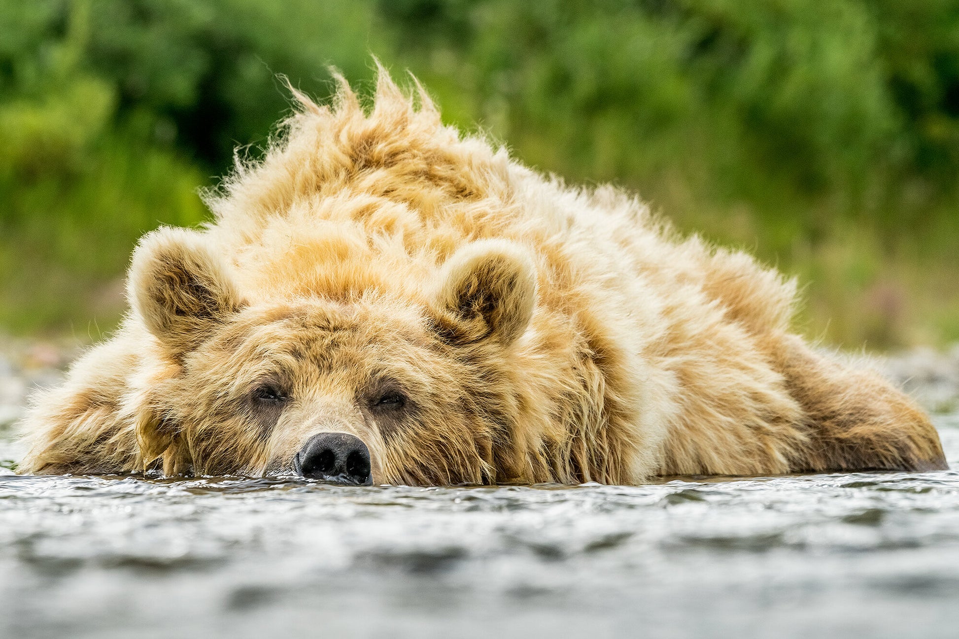 Salmon Induced Snooze- A photograph by Mark McInnis. 