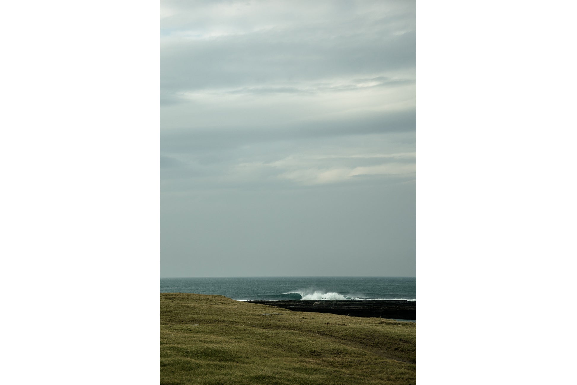Scottish Fold- A photograph by Mark McInnis. 