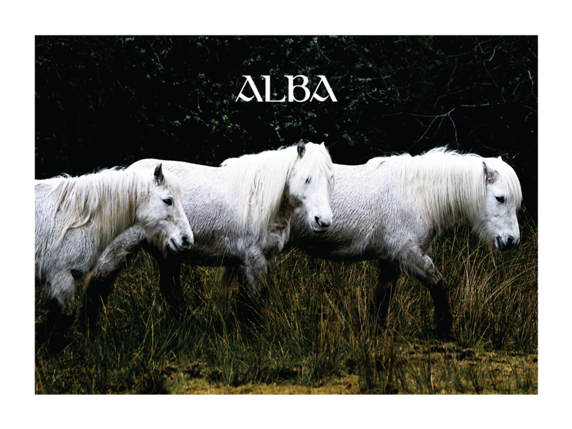 Alba- A photo book by Mark McInnis- Three white wet horses. 