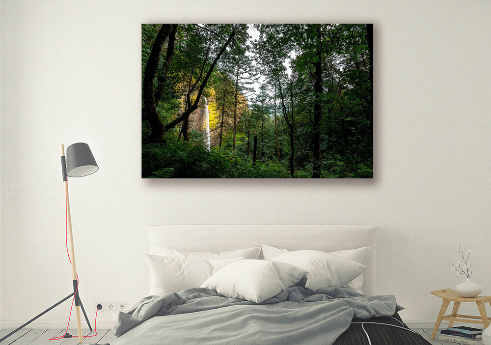 Through the Old Growth- A photograph by Mark McInnis hung above a bed.