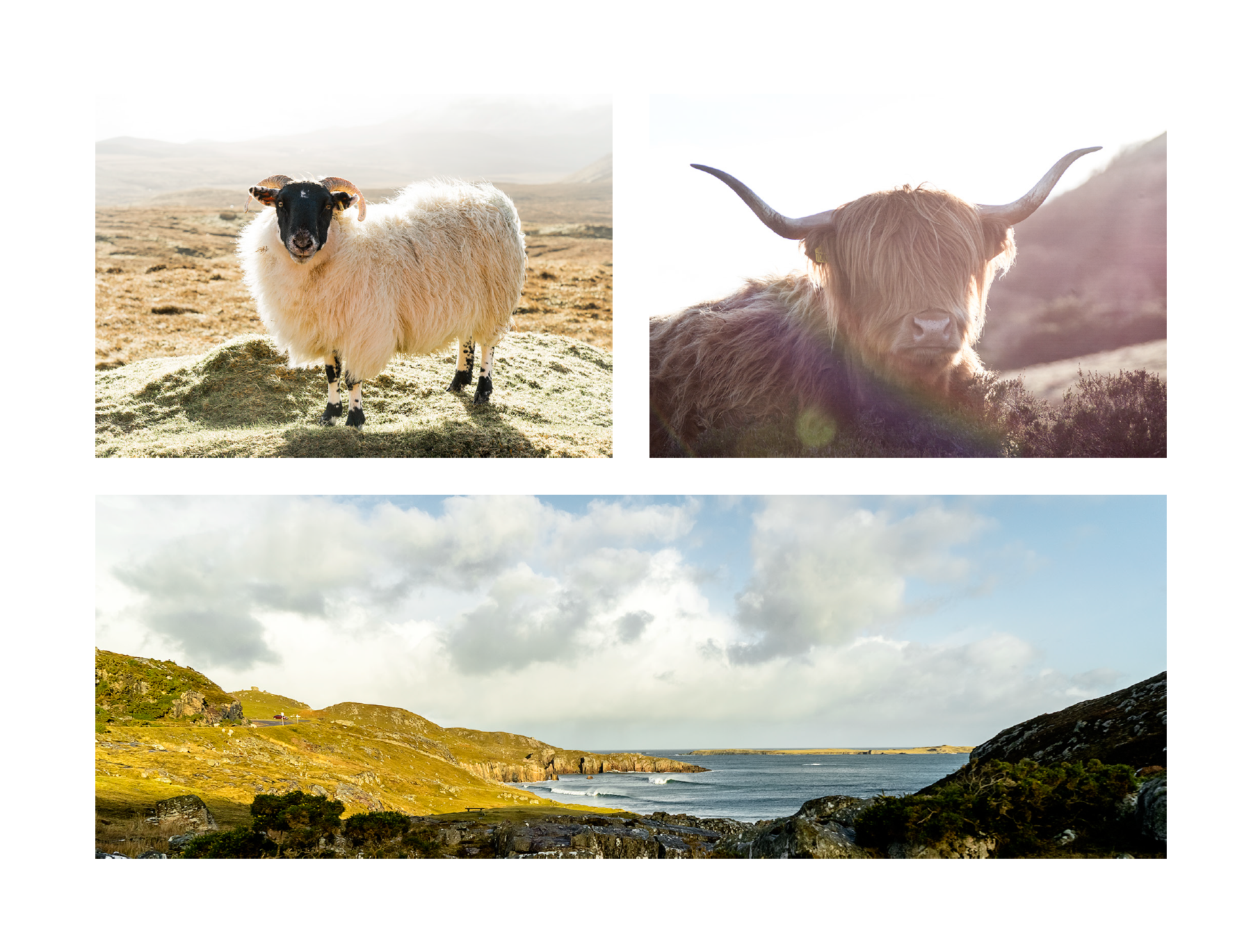 Alba- A photo book by Mark McInnis- Top left photo is a ram. Top right photo is a highland cow with large horns. Bottom photo is a line up rolling in.  